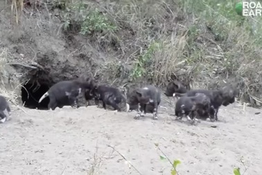 Đàn chó hoang châu Phi non lần đầu tiên được bố mẹ cho ra khỏi hang