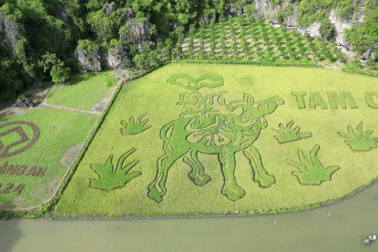 Bức tranh "Mục đồng thổi sáo" khổng lồ trên cánh đồng lúa đẹp nhất Việt Nam