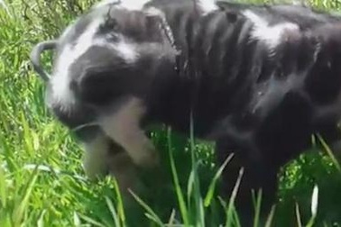 Lợn sáu chân khiến người nông dân sốc nặng