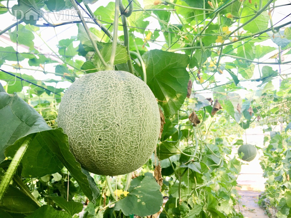 8X bỏ làm cán bộ, về cắm sổ đỏ, trồng dưa lưới, kiếm vài trăm triệu/năm - 4 8X bỏ làm cán bộ, về cắm sổ đỏ, trồng dưa lưới, kiếm vài trăm triệu/năm - 4