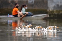 Mầm bệnh theo dòng nước bủa vây người dân tại "rốn lũ" Hà Nội