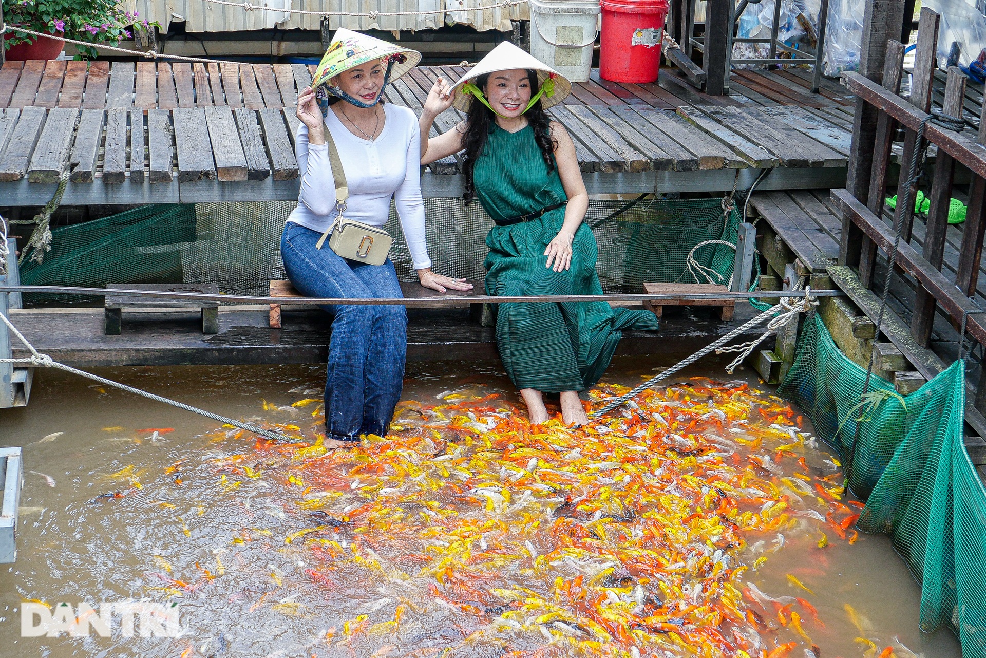 Lão nông miền Tây nuôi thủy quái, dạy xiếc cá, đón trăm khách mỗi ngày - 3