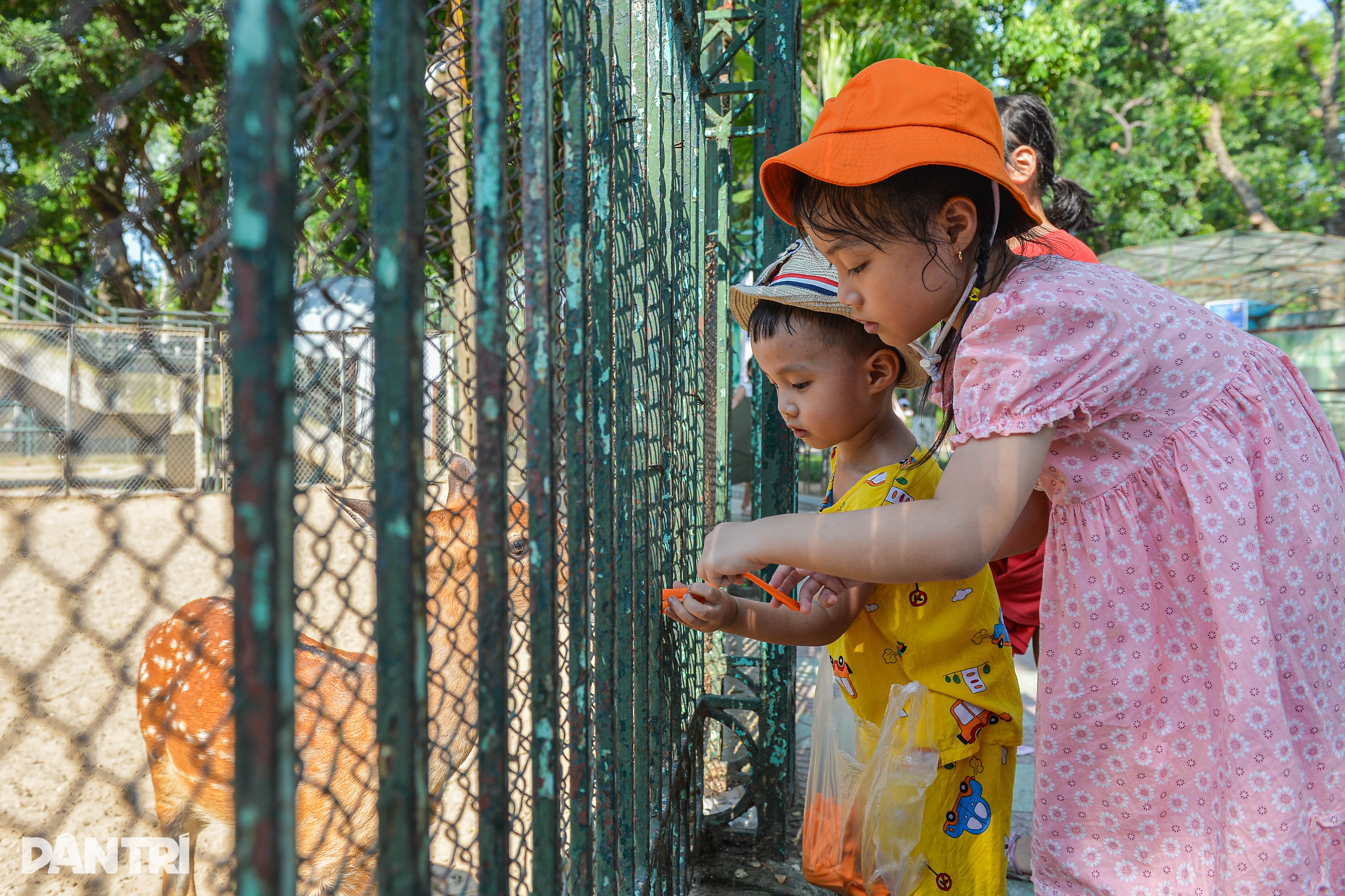 Ngày đầu nghỉ lễ 2/9, người dân đội nắng ùn ùn đổ về vườn thú Hà Nội - 9 Ngày đầu nghỉ lễ 2/9, người dân đội nắng ùn ùn đổ về vườn thú Hà Nội - 9
