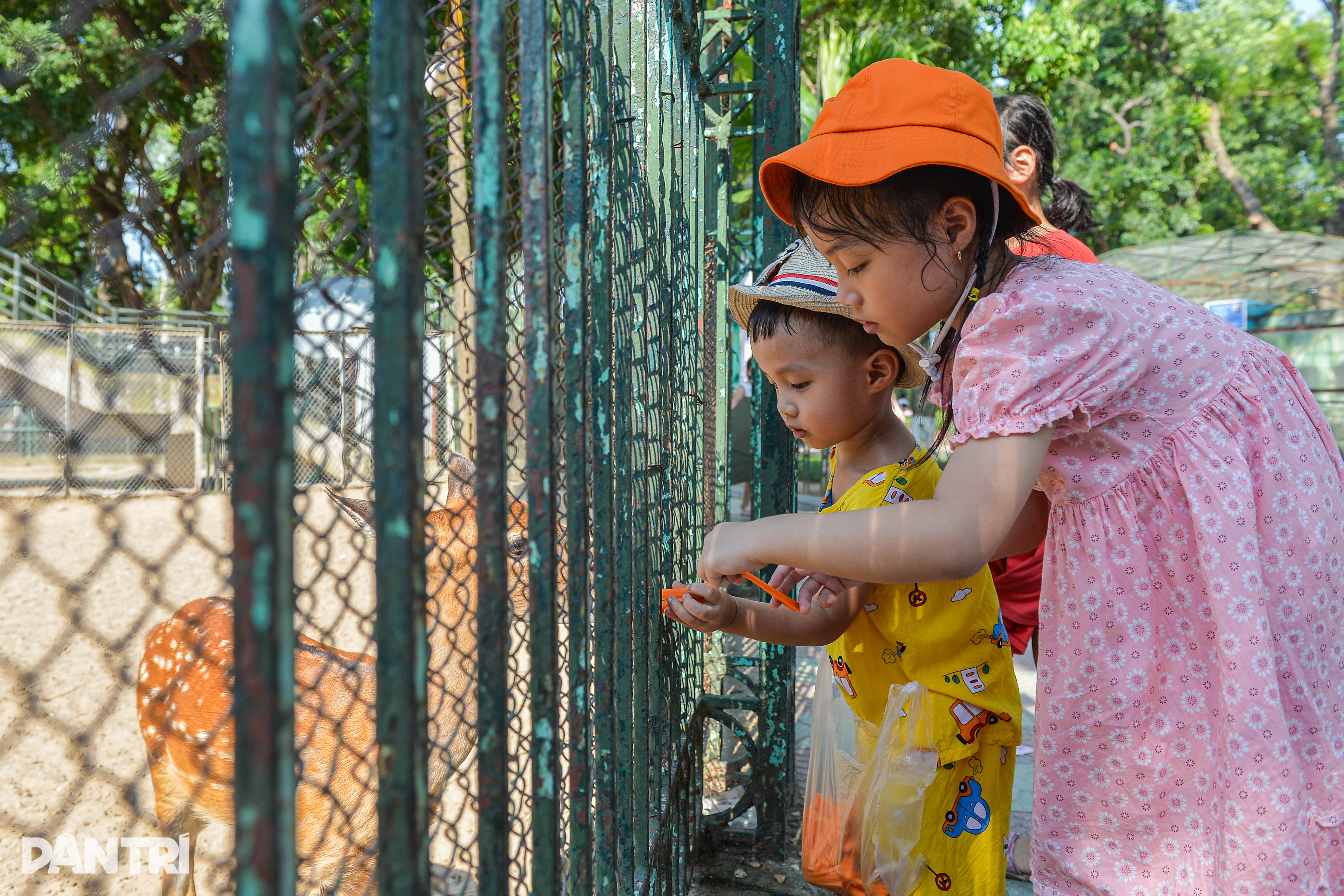 Ngày đầu nghỉ lễ 2/9, người dân đội nắng ùn ùn đổ về vườn thú Hà Nội - 9