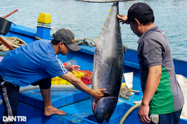 Ngư dân thu gần 1.000 tỷ đồng từ loại cá chuyên dùng để ăn sống