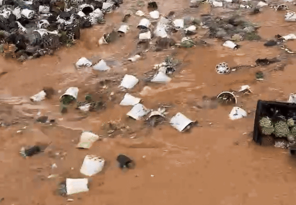 Nước lũ cuốn trôi vườn sen đá tiền tỷ ở Đà Lạt, chủ vườn bất lực khóc ròng - 1 Nước lũ cuốn trôi vườn sen đá tiền tỷ ở Đà Lạt, chủ vườn bất lực khóc ròng - 1