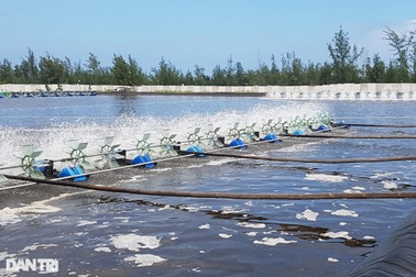 Vụ tôm tết chưa thu hoạch đã đột ngột chết sạch vì bệnh lạ