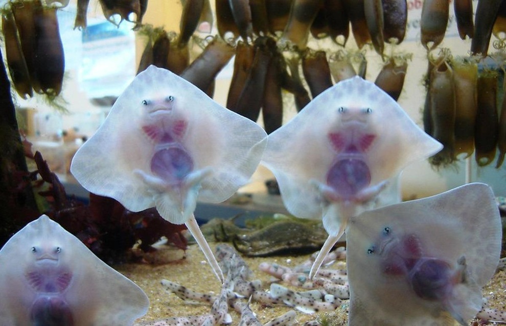 អាថ៍កំបាំងនៃប្រភេទសត្វ stingray ដែលមានរូបរាងដូចមនុស្សក្រៅភព - ១ Bí ẩn về loài cá đuối sở hữu diện mạo như người ngoài hành tinh - 1