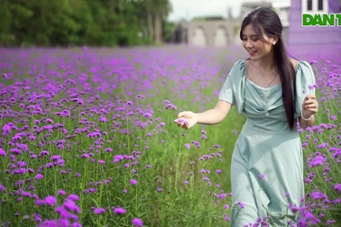 Hà Nội: Rủ nhau "check-in" với cánh đồng oải hương thảo đẹp như trời Tây
