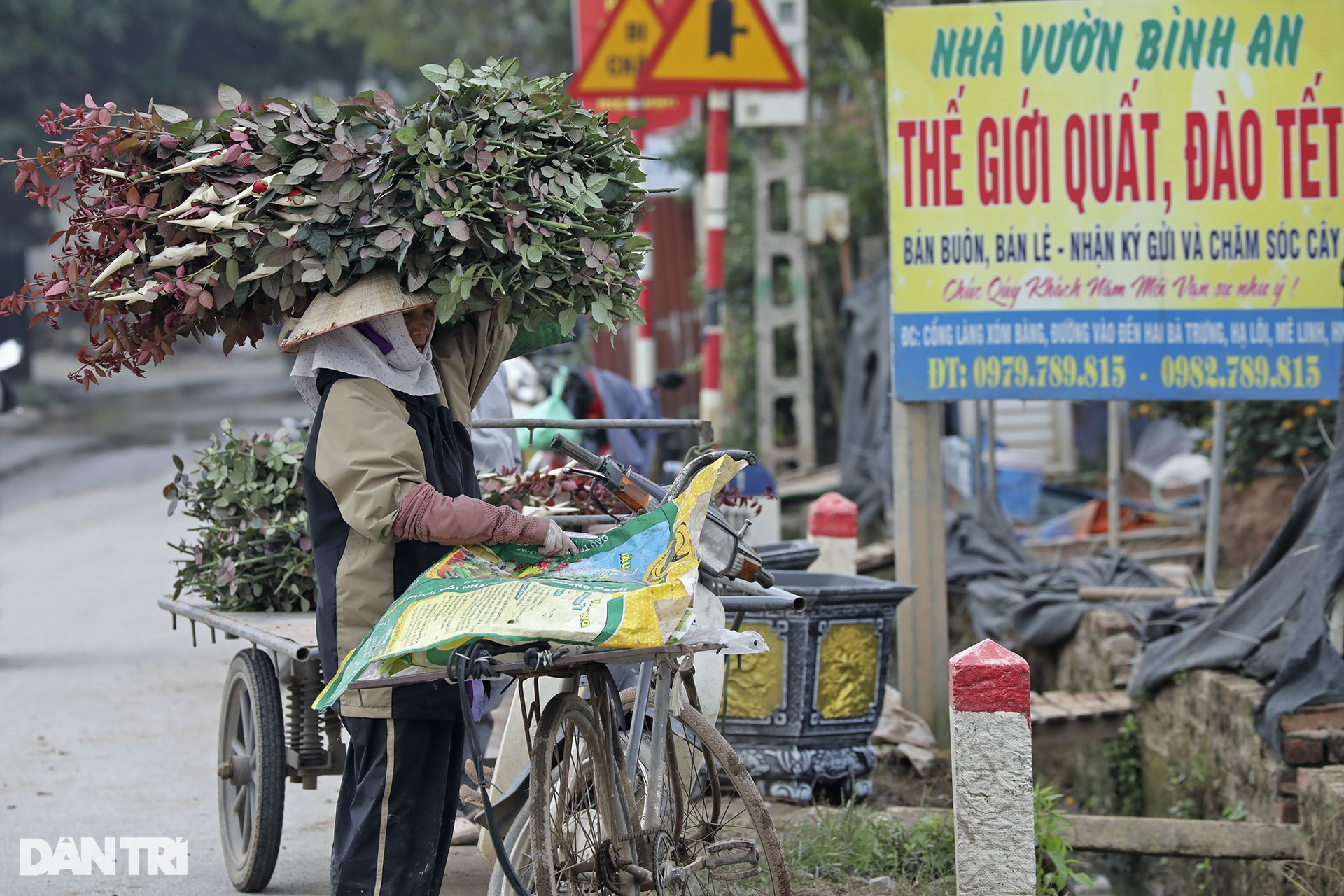 Vùng trồng hoa Mê Linh hối hả vào vụ Tết - 8 Vùng trồng hoa Mê Linh hối hả vào vụ Tết - 8