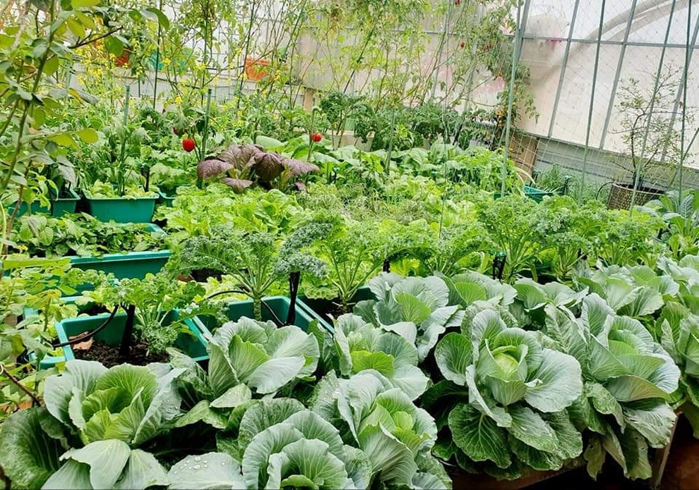 Vườn rau trái sum suê, thu hoạch mỏi tay của  nữ gia chủ ở Quy Nhơn - 7