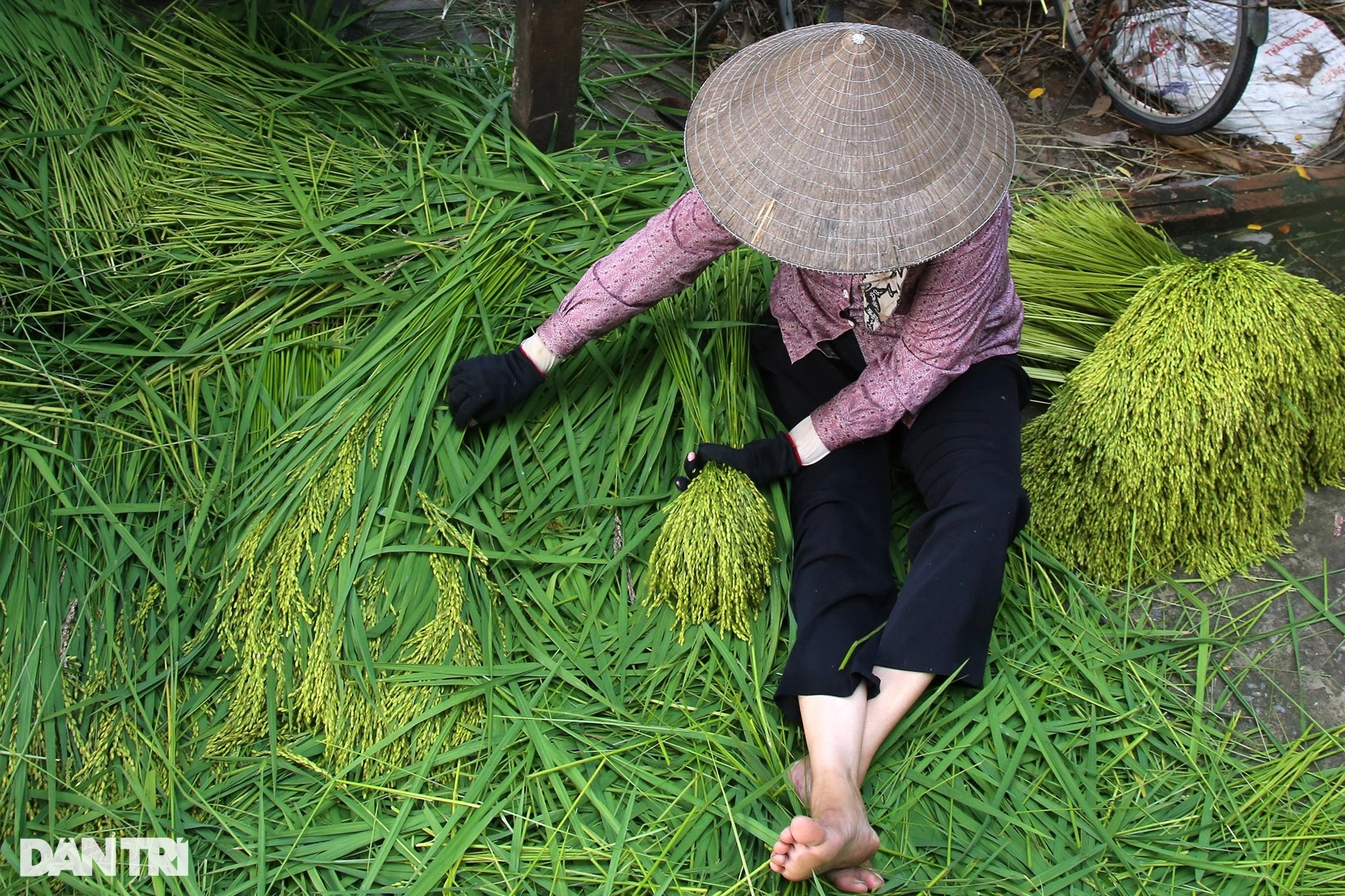 Nghề cốm Mễ Trì: Tự trồng lúa, làm khép kín từ A đến Z - 4 Nghề cốm Mễ Trì: Tự trồng lúa, làm khép kín từ A đến Z - 4