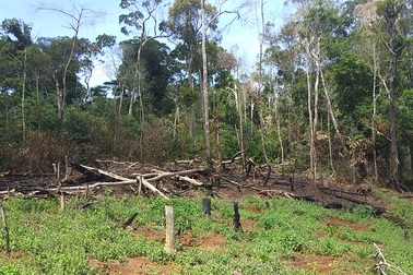 Hàng loạt cán bộ, lãnh đạo xã bị kiểm điểm vì để mất rừng