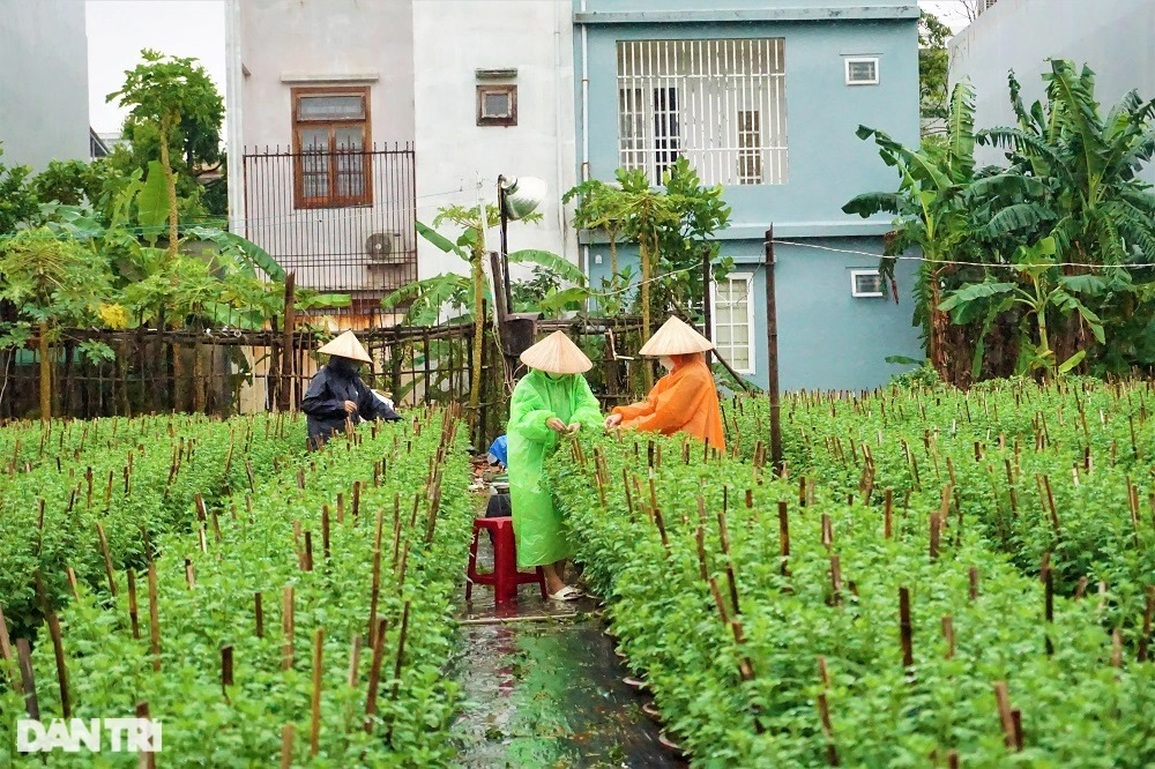 Đội mưa ngắt hoa, bẻ nụ, gom tiền những ngày cận Tết - 1 Đội mưa ngắt hoa, bẻ nụ, gom tiền những ngày cận Tết - 1