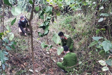 Hơn 30 trâu, bò bị nhóm đối tượng nhử vào rừng, xẻ thịt mang về bán