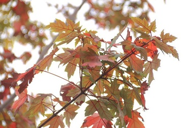 Phố Hà Nội lãng mạn nhờ hàng cây phong lá đỏ chuyển màu đỏ rực