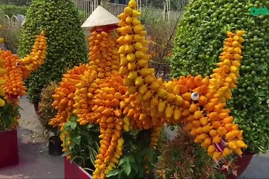 Trâu kiểng độc lạ vài chục triệu đồng; buôn mai, đào "buồn chưa từng thấy"