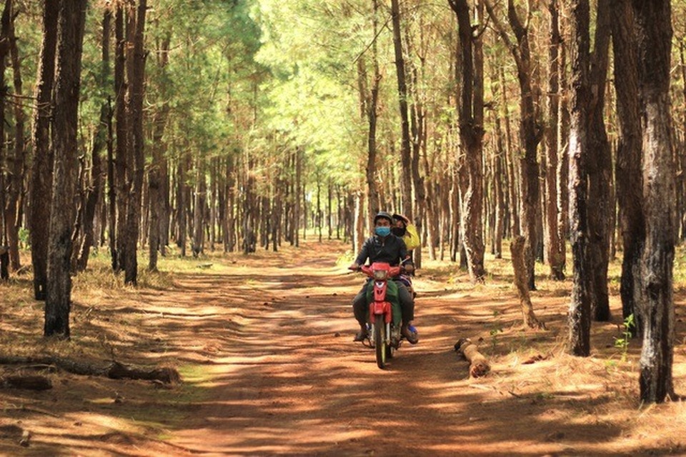 Đổi 174ha đất rừng làm sân golf sẽ làm mất vĩnh viễn thảm thực vật 50 năm - 1 Đổi 174ha đất rừng làm sân golf sẽ làm mất vĩnh viễn thảm thực vật 50 năm - 1