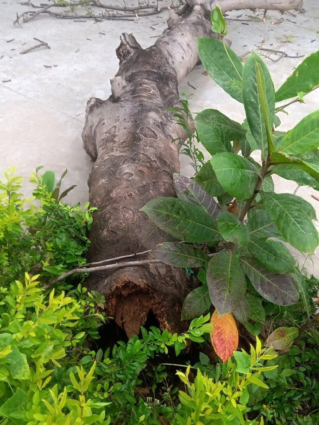 Trách nhiệm của nhà trường ra sao khi cây phượng đổ đè vào 4 học sinh - 1 Trách nhiệm của nhà trường ra sao khi cây phượng đổ đè vào 4 học sinh - 1