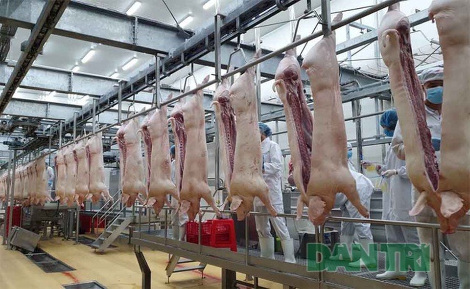 Bộ Nông nghiệp khẳng định đã kiểm soát tốt dịch tả lợn châu Phi - 1 Bộ Nông nghiệp khẳng định đã kiểm soát tốt dịch tả lợn châu Phi - 1