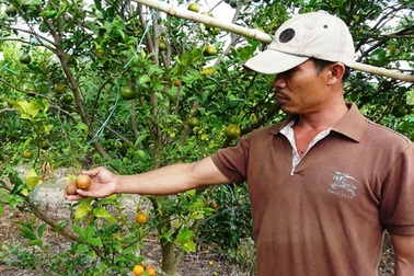 Thiệt hại hàng trăm triệu đồng sau khi phun phân bón lên vườn quýt