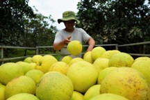 Xuất khẩu rau quả Việt Nam đạt kỷ lục gần 7 tỷ USD