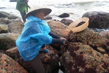 Nhọc nhằn nghề dầm mình mò, cạo... rau 