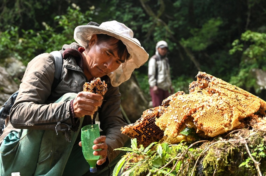 Những người liều mình trên vách đá hàng trăm mét săn mật ong điên - 3 Những người liều mình trên vách đá hàng trăm mét săn mật ong điên - 3
