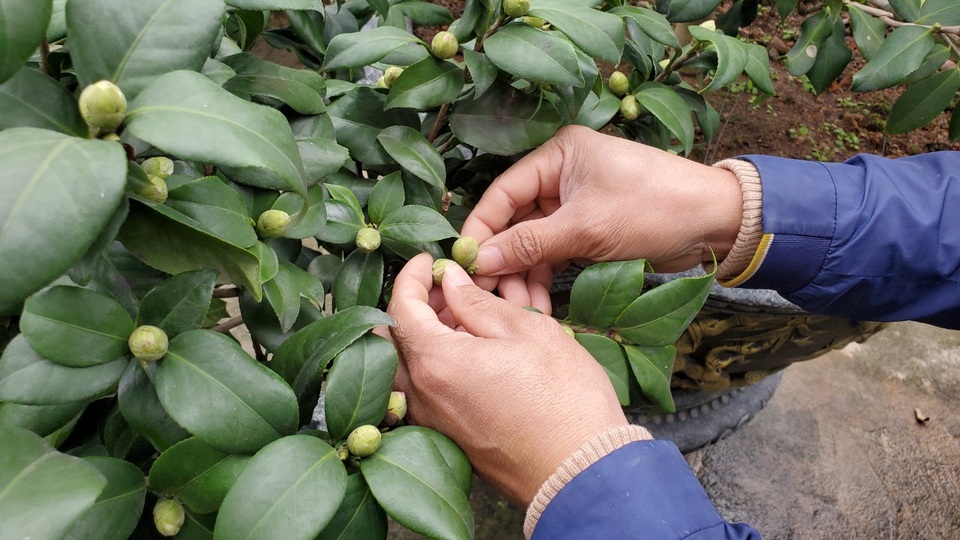 Trồng loại cây khó tính, nông dân thu trăm triệu mỗi năm - 5 Trồng loại cây khó tính, nông dân thu trăm triệu mỗi năm - 5