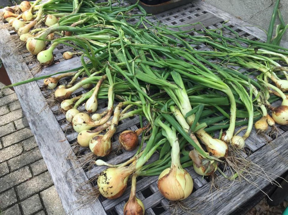 Nữ giáo viên nghỉ việc, làm vườn rau trái sạch chữa bệnh cho gia đình - 6 Nữ giáo viên nghỉ việc, làm vườn rau trái sạch chữa bệnh cho gia đình - 6