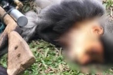Điều tra thanh niên bắn chết động vật quý hiếm