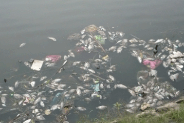 Cá chết thối rữa ở hồ Đền Lừ