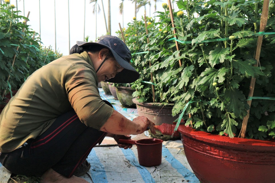 Giá hoa giảm, sức mua yếu, làng hoa Hội An thấp thỏm chờ Tết - 1 Giá hoa giảm, sức mua yếu, làng hoa Hội An thấp thỏm chờ Tết - 1