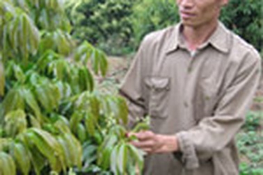 Vải thiều ra hoa nở rộ nhưng người dân bỏ bê chăm sóc