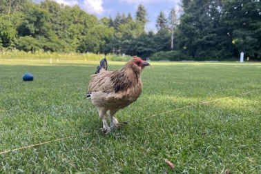 Con gà sống thọ 21 tuổi được trao kỷ lục Guinness