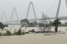 Lũ sông Hồng vượt báo động 2 nhấn chìm vùng đào Phú Thượng