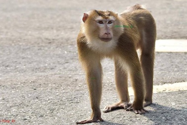 Nữ du khách bị khỉ tấn công trên bán đảo Sơn Trà