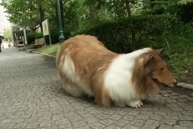 Chi 15.000 USD "hóa thân" thành chó ở Nhật Bản