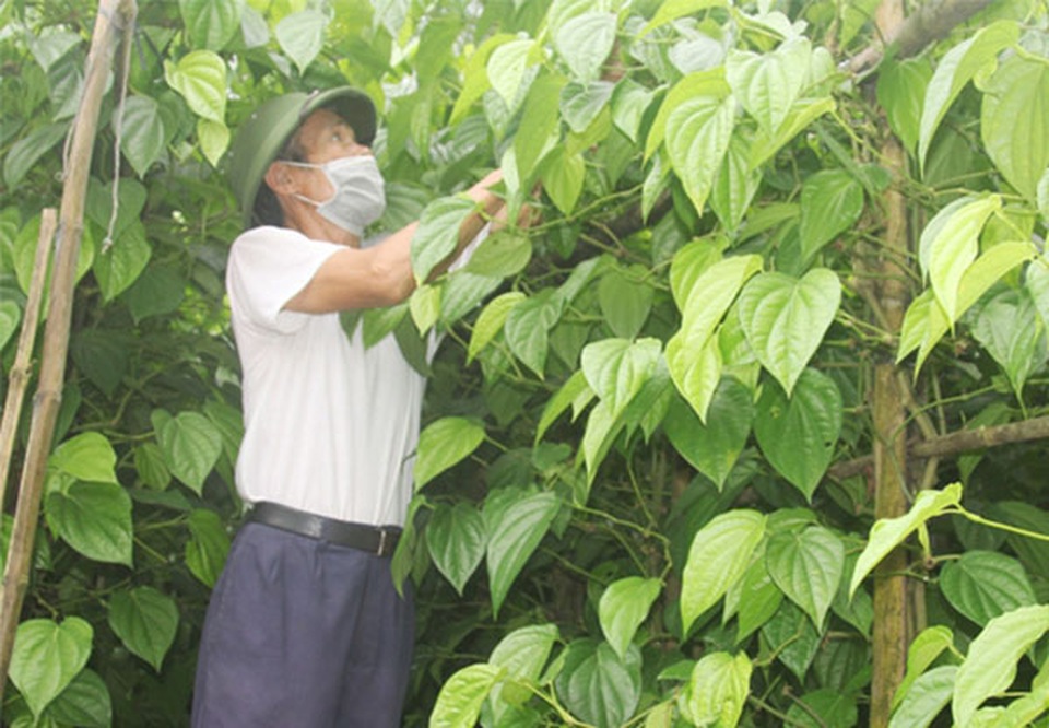Cả dòng họ hái ra tiền nhờ trồng trầu không tiến vua - 2 Cả dòng họ hái ra tiền nhờ trồng trầu không tiến vua - 2