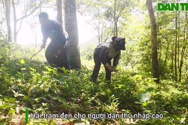 Người dân xứ Nghệ hái trám đen kiếm tiền đô mỗi ngày