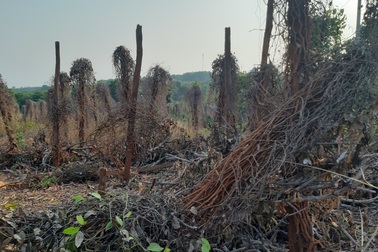 Nông dân vỡ nợ vì “vàng đen”: Cầu cứu nhà nước!