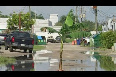 Người đàn ông trồng cây chuối giữa đường để... cảnh báo ổ gà