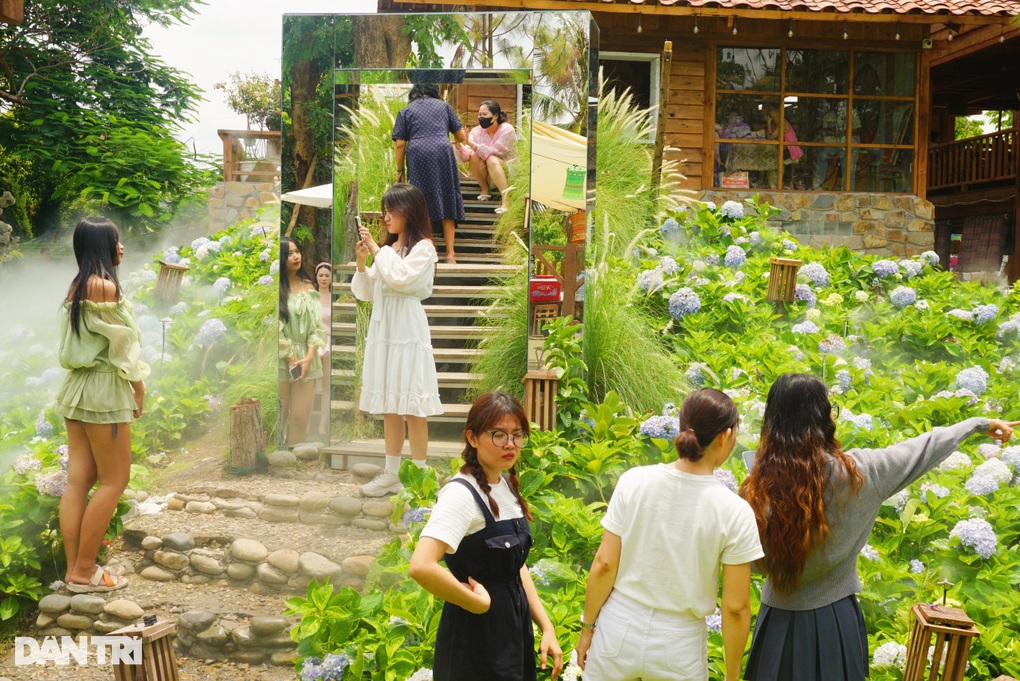 Người dân đội nắng, chụp ảnh trong vườn cẩm tú cầu nở rộ ở TPHCM - 1 Người dân đội nắng, chụp ảnh trong vườn cẩm tú cầu nở rộ ở TPHCM - 1