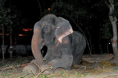 Chú voi rơi lệ khi được tháo xích sau nửa thế kỷ bị hành hạ