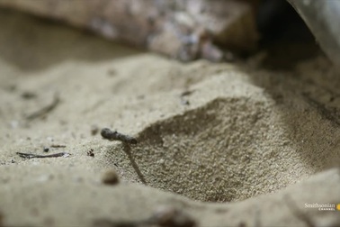 Loài côn trùng máu lạnh: Giăng bẫy cát, hút sạch thịt bên trong con mồi!