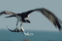 Chim ưng biển trình diễn kỹ năng siêu đẳng "bắt một được hai"