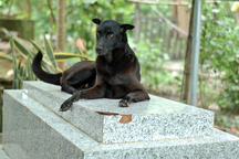 Chuyện ít ai biết về chú chó 6 năm nằm canh mộ chủ ở miền Tây