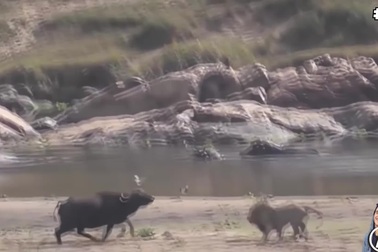 Những trận chiến kịch tính đến nghẹt thở của động vật vô tình lọt ống kính máy quay