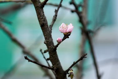 Đào rừng "đổ bộ" phố Thủ đô, "thét giá" cả chục triệu đồng