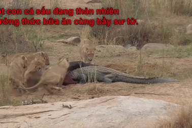 Cá sấu liều lĩnh giành bữa ăn với đàn sư tử